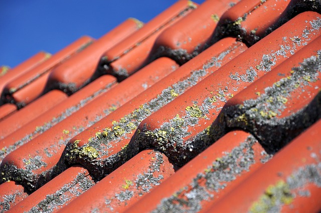 
    Why a Denver Roofing Company Should Install Algae Resistant Shingles 